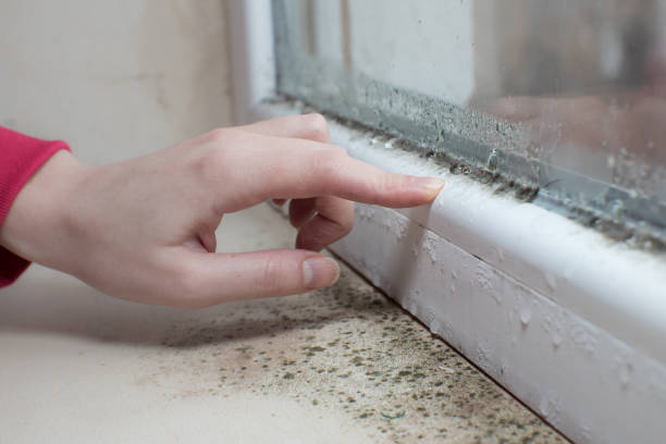 Best HVAC Mold Inspection and Cleaning  in East Palestine, OH