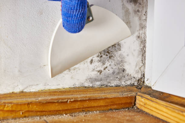 Best Comprehensive Air Testing for Mold Contaminants  in East Palestine, OH